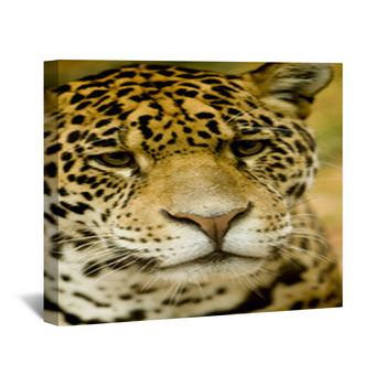 Leopard Wall Decor in Canvas, Murals, Tapestries, Posters & More