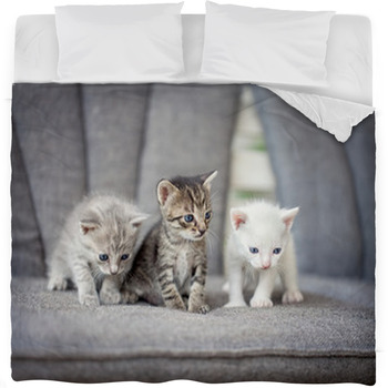 Kitten fleece blanket hotsell