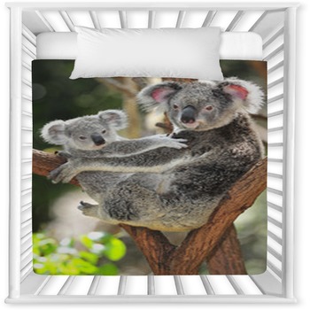 Koala bear baby outlet bedding