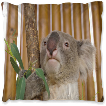 koala pillow case