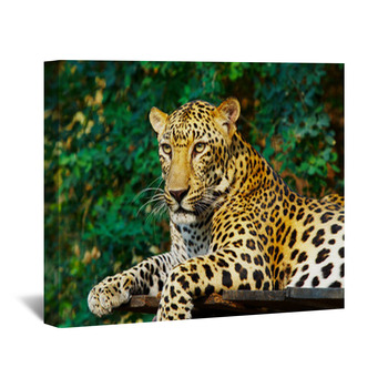 Leopard Wall Decor in Canvas, Murals, Tapestries, Posters & More