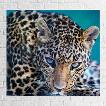 leopard Wall Decor | Murals | Tapestry | Posters | Custom Sizes