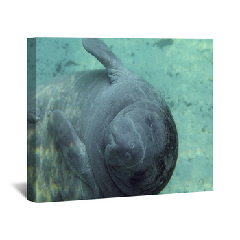 Manatee Wall Decor Murals Tapestry Posters Custom Sizes