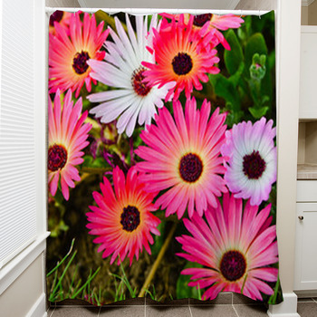 Mesembryanthemum Daisy Flowers Shower Curtain