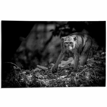 Black monkey – animals area rug carpet