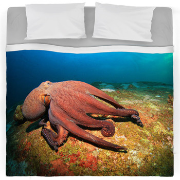 Octopus Bedding | Comforters, Duvet Covers, Sheets & Bed Sets ...