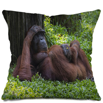 orangutan pillow