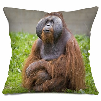 orangutan pillow