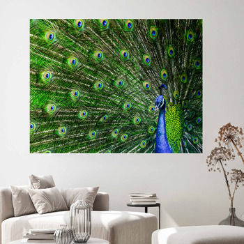 Beautiful Peacock with Feathers Spread Photo Poster Peafowl Bird