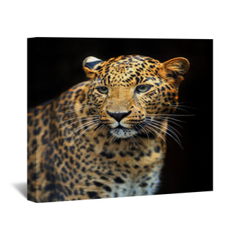 Leopard Wall Decor in Canvas, Murals, Tapestries, Posters & More