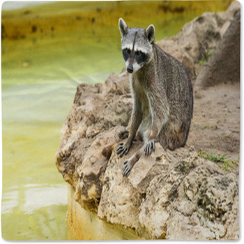 Raccoon baby online blanket