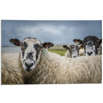 Sheep Area Rugs & Custom Size Floor Mats