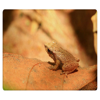 Sri Lanka Endemic Frog Pseudophilautus Bath Mat