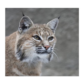 Bobcat Wall Decor in Canvas, Murals, Tapestries, Posters & More