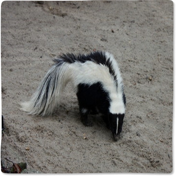 Skunk blanket online