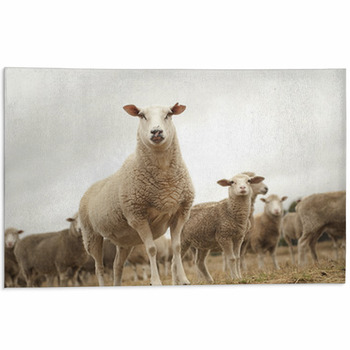 Sheep Area Rugs & Custom Size Floor Mats