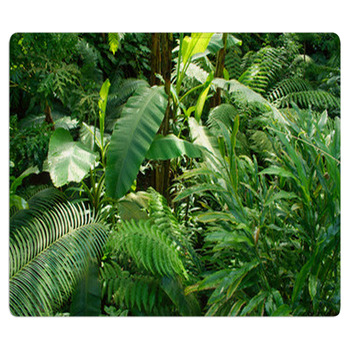 Rain Forest Outdoor Rug