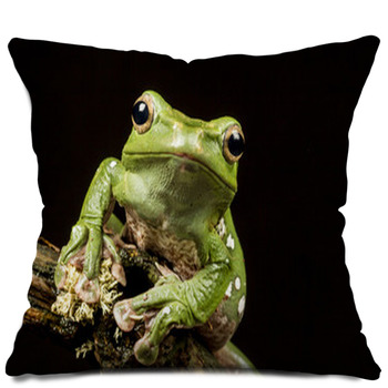 https://www.visionbedding.com/images/theme/vietnamese-blue-gliding-or-flying-tree-frog-polypedates-denny-throw-pillow-70812575.jpg