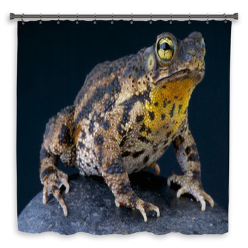 Warty Toad / Bufo Granulosa Shower Curtain